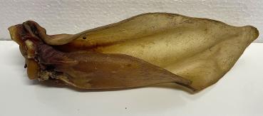 Rinderohr mit Muschel